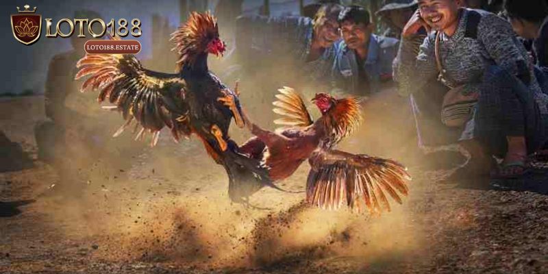Giới thiệu sơ lược về chuyên mục Đá gà Loto188